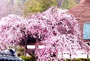会津武家屋敷の桜