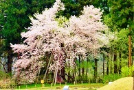 慧日寺跡の木挿し桜