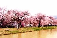 ふれあいパーク喜多の郷の桜