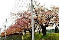 滝沢浄水場の桜