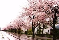 「健康の道」沿いの桜