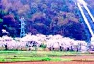 名家秋元発電所の桜