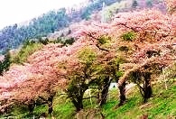 南会津町/会津西街道沿いの桜