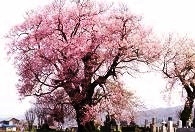 門田の種まき桜