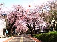 柳津駅前の桜