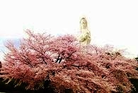会津村の桜